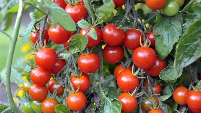 Top 13 Container‑Friendly Tomato Varieties for 2024