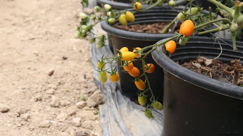 Top 13 Container‑Friendly Tomato Varieties for 2024