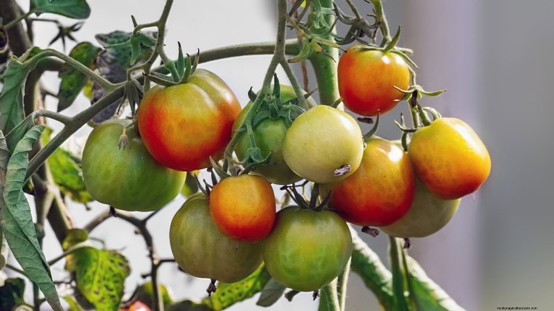 Top 13 Container‑Friendly Tomato Varieties for 2024