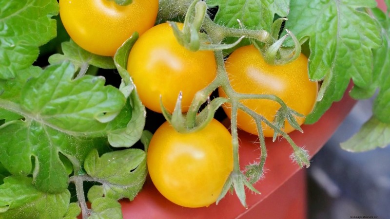 Top 13 Container‑Friendly Tomato Varieties for 2024