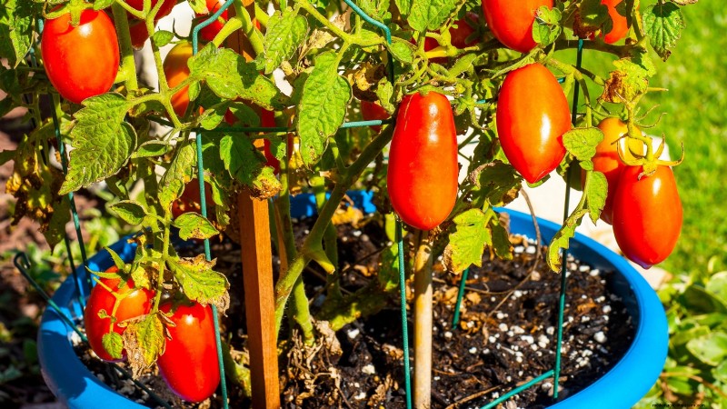 Top 13 Container‑Friendly Tomato Varieties for 2024