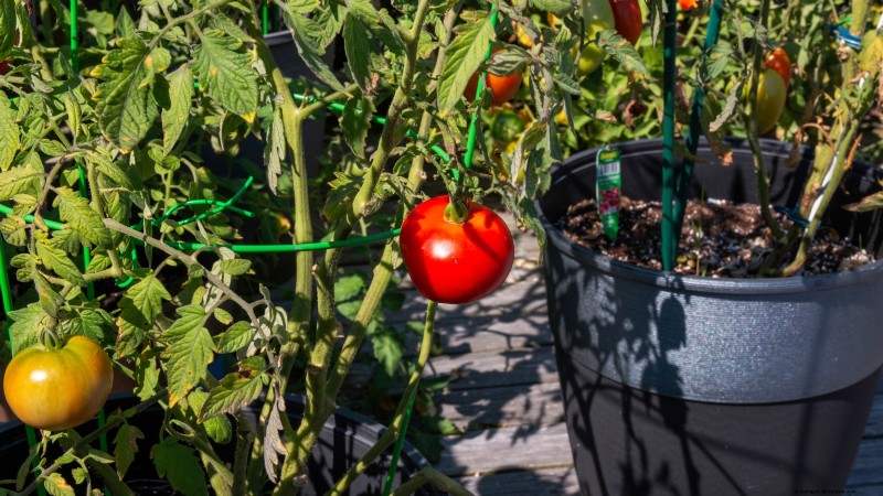 Top 13 Container‑Friendly Tomato Varieties for 2024
