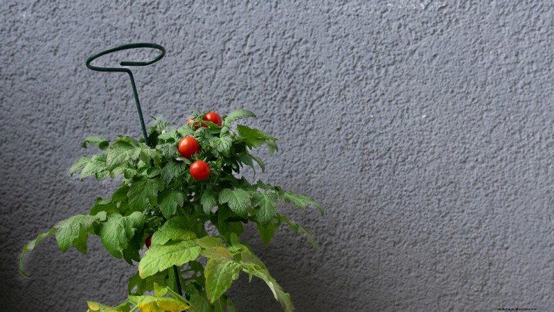 Top 13 Container‑Friendly Tomato Varieties for 2024