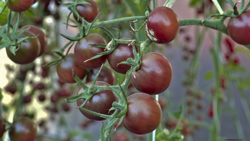Top 13 Container‑Friendly Tomato Varieties for 2024