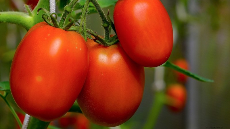 Top 13 Container‑Friendly Tomato Varieties for 2024