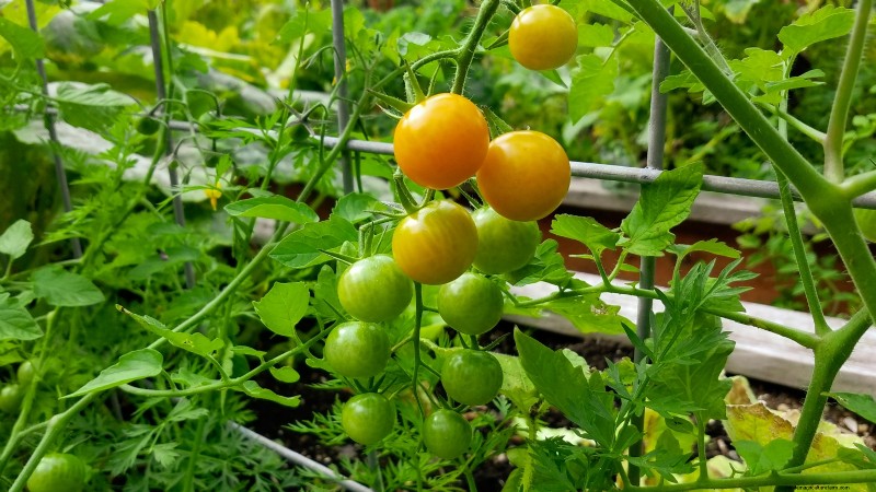 Top 13 Container‑Friendly Tomato Varieties for 2024