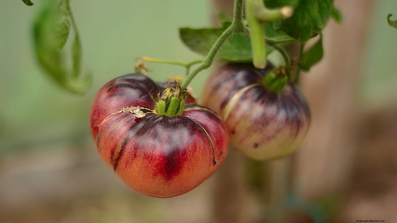 Top 13 Container‑Friendly Tomato Varieties for 2024