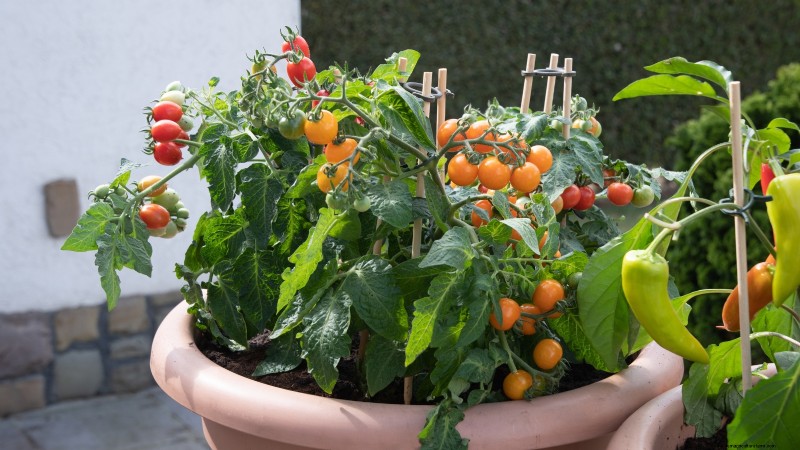 Top 13 Container‑Friendly Tomato Varieties for 2024