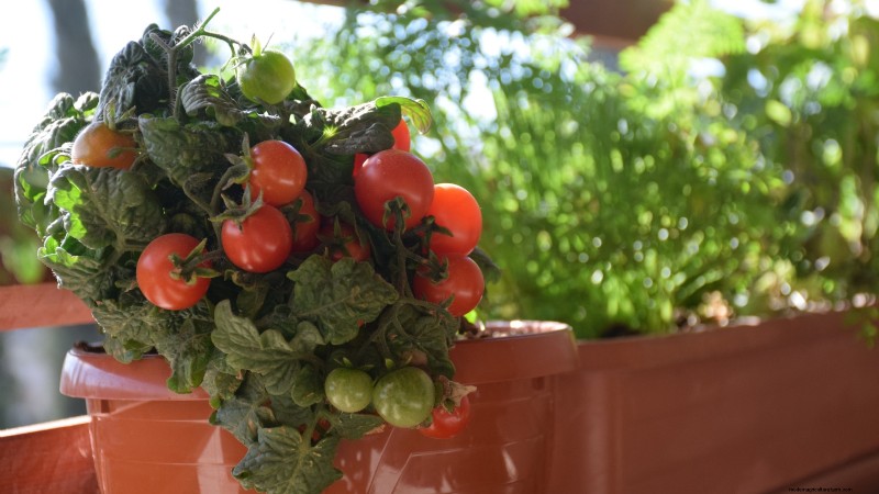 Top 13 Container‑Friendly Tomato Varieties for 2024