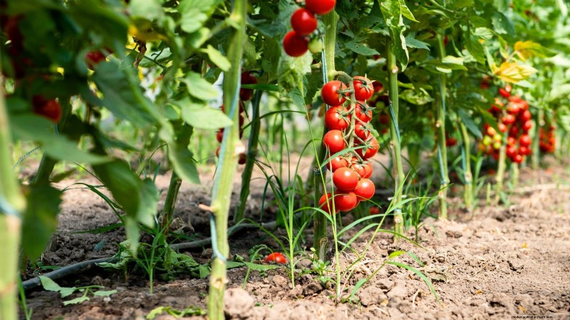 Growing Tomatoes in Shaded Areas: What You Need to Know