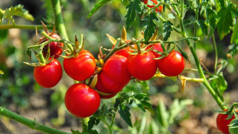 Growing Tomatoes in Shaded Areas: What You Need to Know