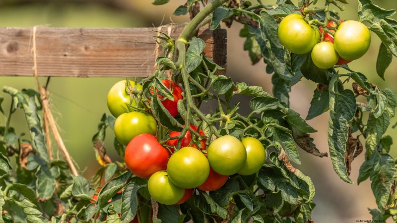 Growing Tomatoes in Shaded Areas: What You Need to Know