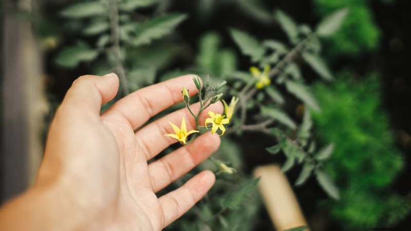 Growing Tomatoes in Shaded Areas: What You Need to Know