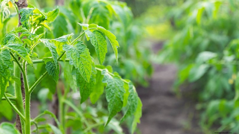 Growing Tomatoes in Shaded Areas: What You Need to Know