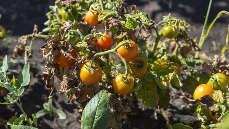 Growing Tomatoes in Shaded Areas: What You Need to Know