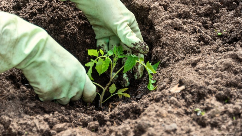 Growing Tomatoes in Shaded Areas: What You Need to Know