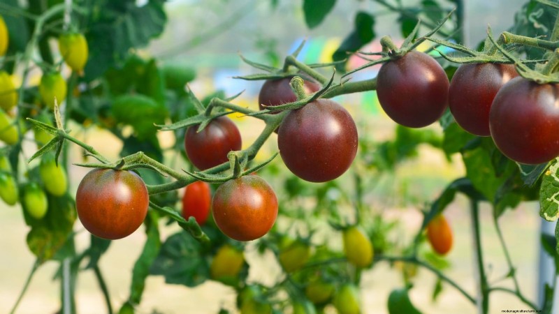 Growing Tomatoes in Shaded Areas: What You Need to Know