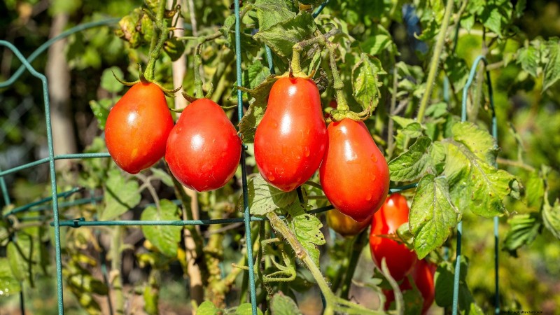 Growing Tomatoes in Shaded Areas: What You Need to Know