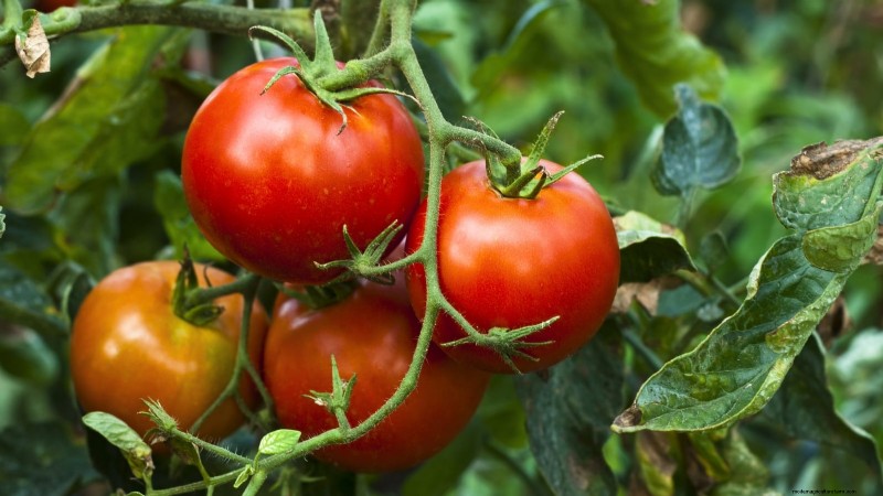 Growing Tomatoes in Shaded Areas: What You Need to Know