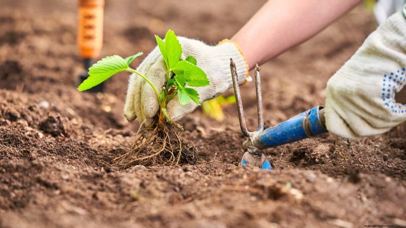 How Quickly Do Strawberries Grow? A Complete Guide to Stages & Boosting Yields