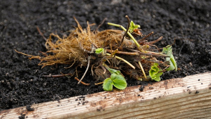 How Quickly Do Strawberries Grow? A Complete Guide to Stages & Boosting Yields