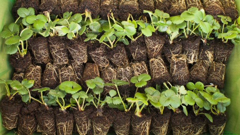 How Quickly Do Strawberries Grow? A Complete Guide to Stages & Boosting Yields