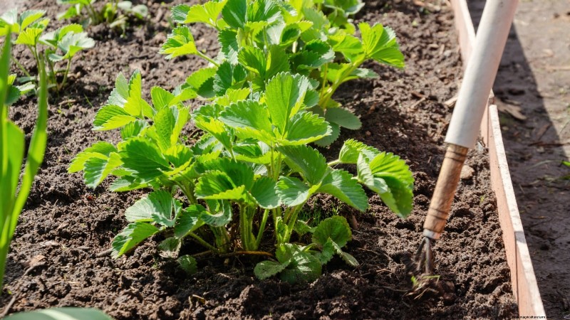 How Quickly Do Strawberries Grow? A Complete Guide to Stages & Boosting Yields