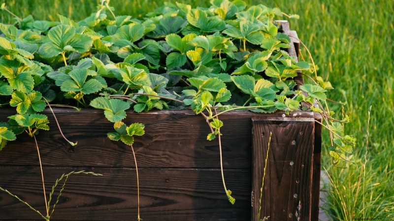 How Quickly Do Strawberries Grow? A Complete Guide to Stages & Boosting Yields