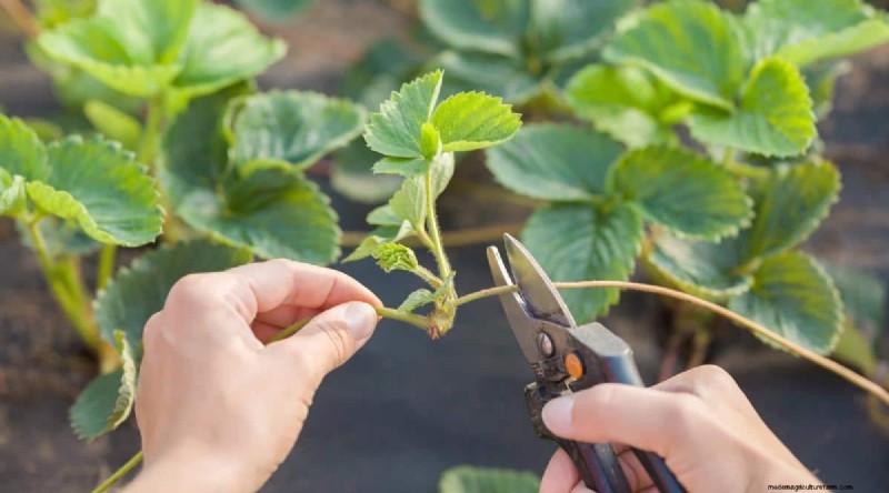 How Quickly Do Strawberries Grow? A Complete Guide to Stages & Boosting Yields