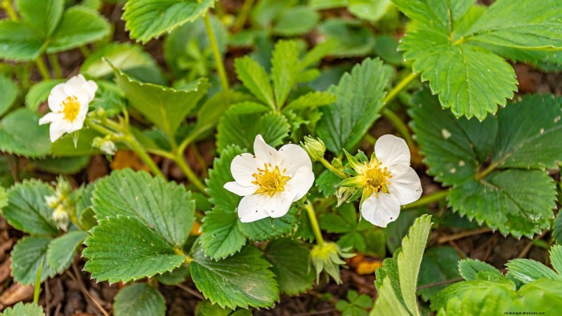 How Quickly Do Strawberries Grow? A Complete Guide to Stages & Boosting Yields
