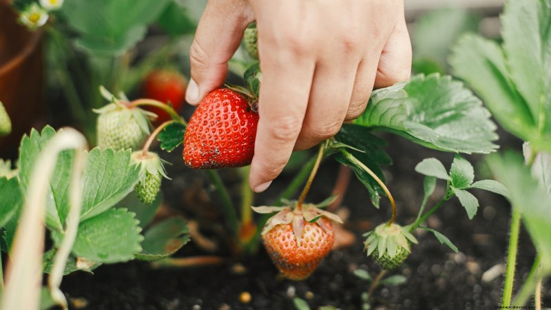 How Quickly Do Strawberries Grow? A Complete Guide to Stages & Boosting Yields