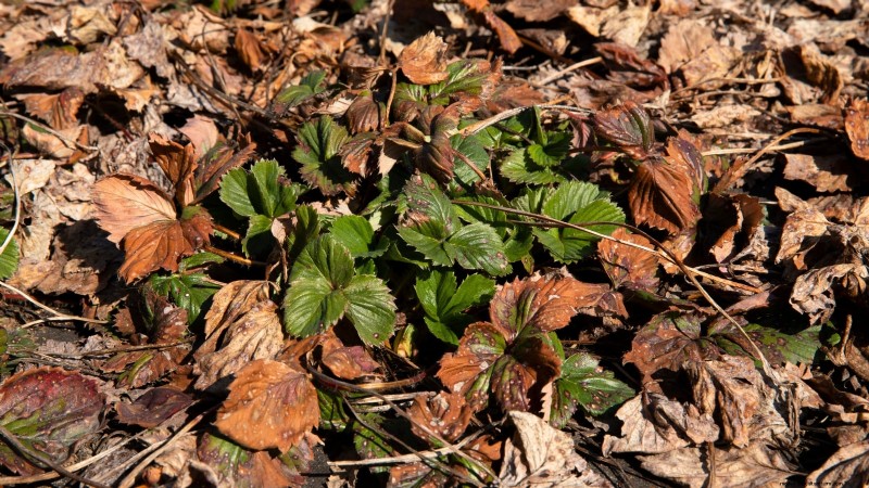 How Quickly Do Strawberries Grow? A Complete Guide to Stages & Boosting Yields