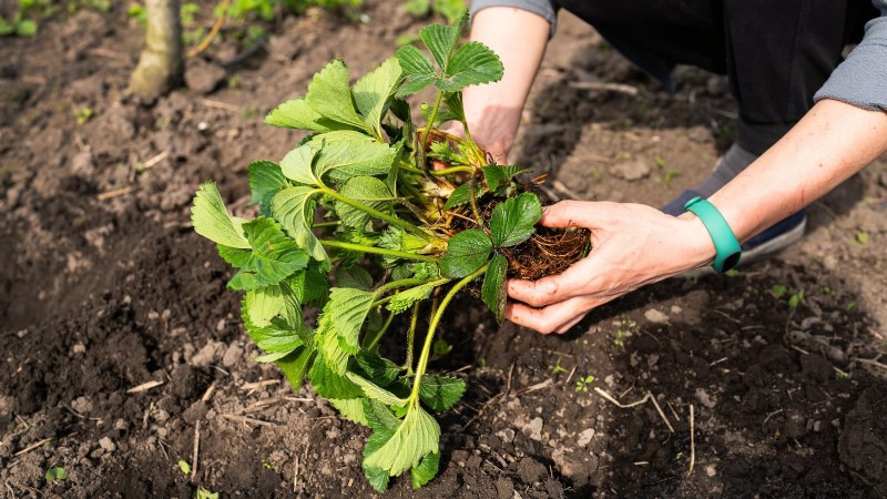 How Quickly Do Strawberries Grow? A Complete Guide to Stages & Boosting Yields