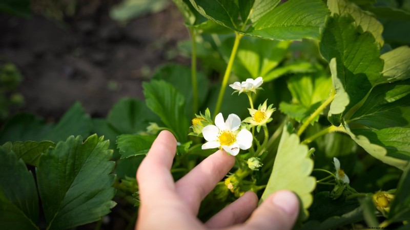 How Quickly Do Strawberries Grow? A Complete Guide to Stages & Boosting Yields