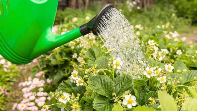 How Quickly Do Strawberries Grow? A Complete Guide to Stages & Boosting Yields