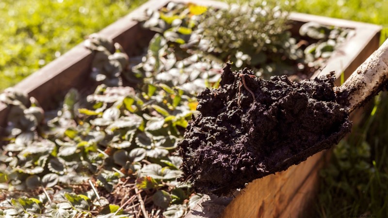 How Quickly Do Strawberries Grow? A Complete Guide to Stages & Boosting Yields