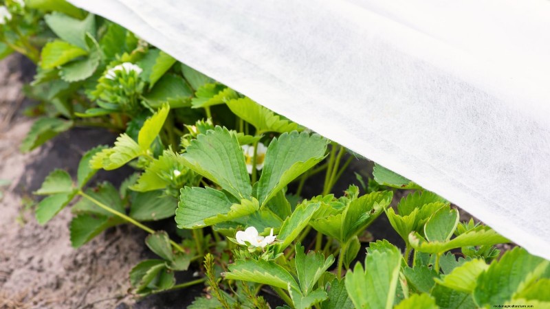 How Quickly Do Strawberries Grow? A Complete Guide to Stages & Boosting Yields