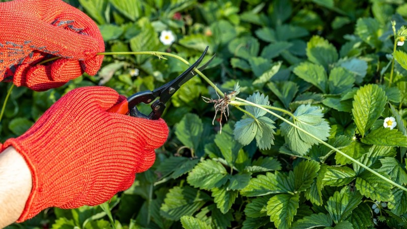 How Quickly Do Strawberries Grow? A Complete Guide to Stages & Boosting Yields