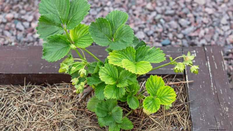 Optimal Sunlight Requirements for Thriving Strawberry Plants