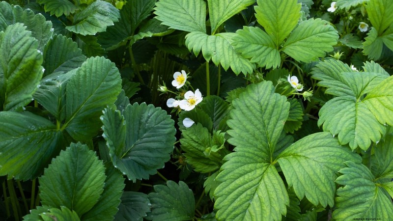 Optimal Sunlight Requirements for Thriving Strawberry Plants