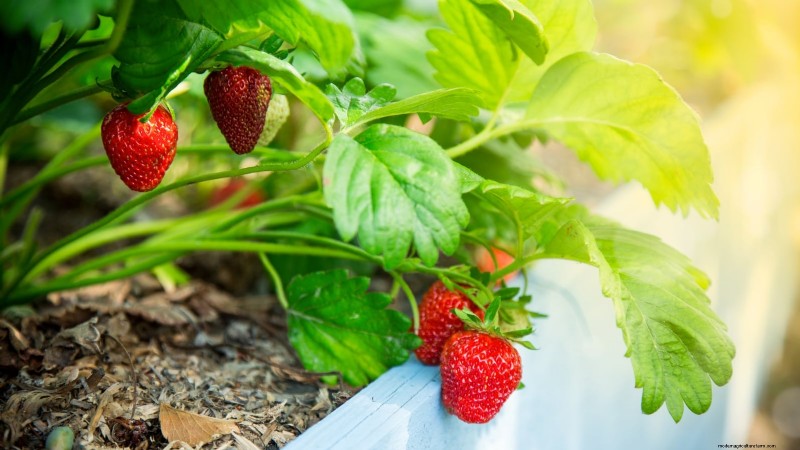 Optimal Sunlight Requirements for Thriving Strawberry Plants