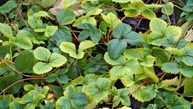 Optimal Sunlight Requirements for Thriving Strawberry Plants