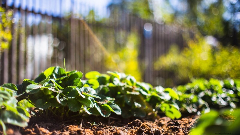 Optimal Sunlight Requirements for Thriving Strawberry Plants