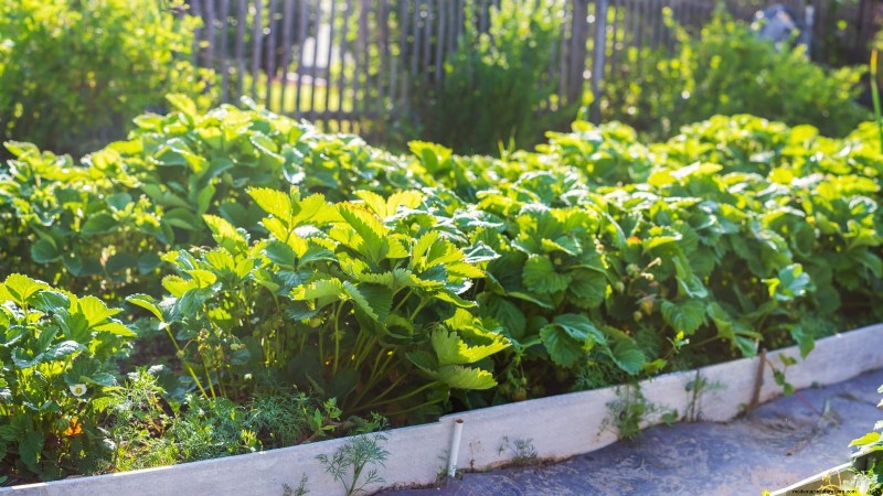 Optimal Sunlight Requirements for Thriving Strawberry Plants