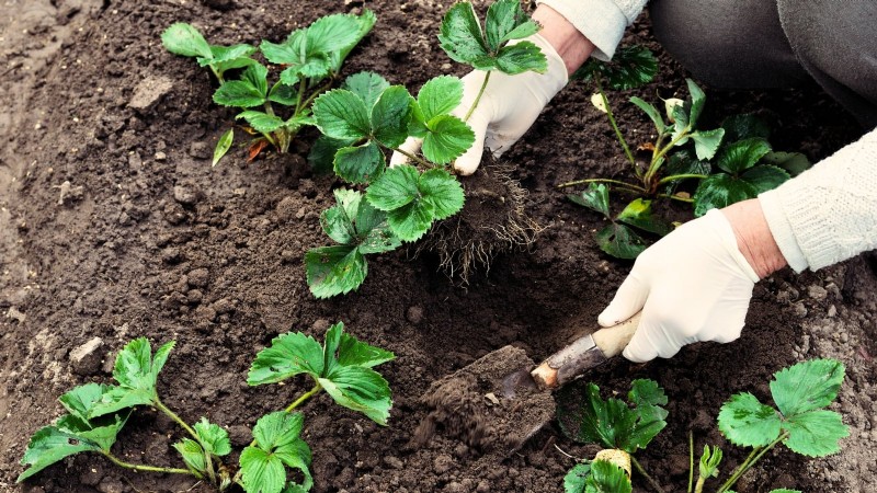 Optimal Sunlight Requirements for Thriving Strawberry Plants