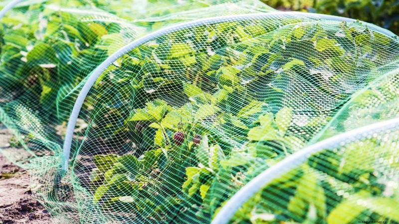 Optimal Sunlight Requirements for Thriving Strawberry Plants