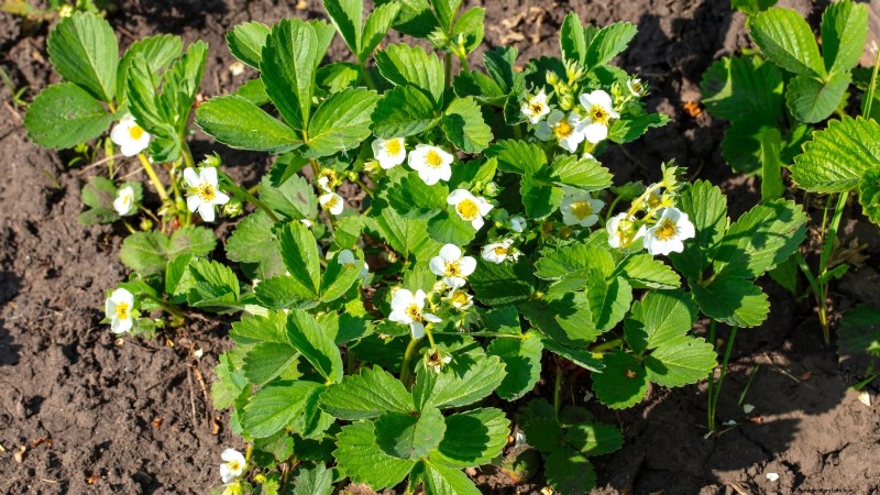Optimal Sunlight Requirements for Thriving Strawberry Plants
