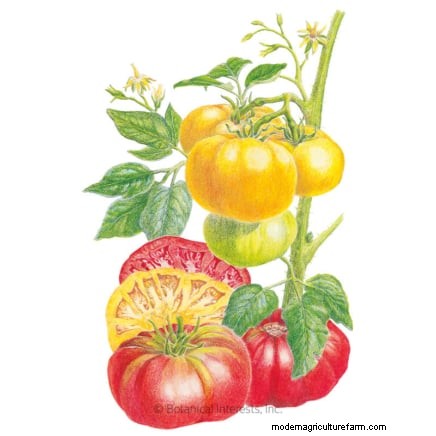 21 Must‑Plant Heirloom Vegetables for a Flavorful Spring Garden