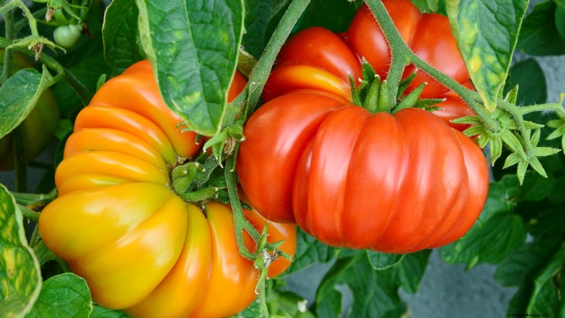 21 Must‑Plant Heirloom Vegetables for a Flavorful Spring Garden
