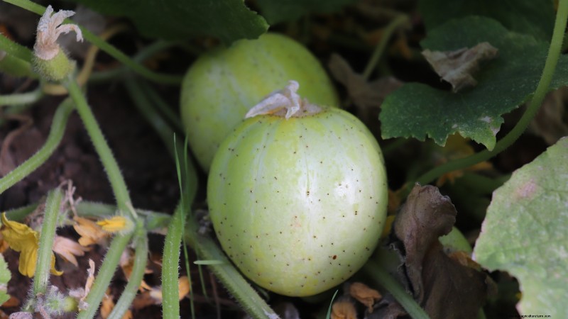 21 Must‑Plant Heirloom Vegetables for a Flavorful Spring Garden